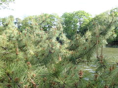 Pinus thunbergii