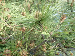 Pinus thunbergii