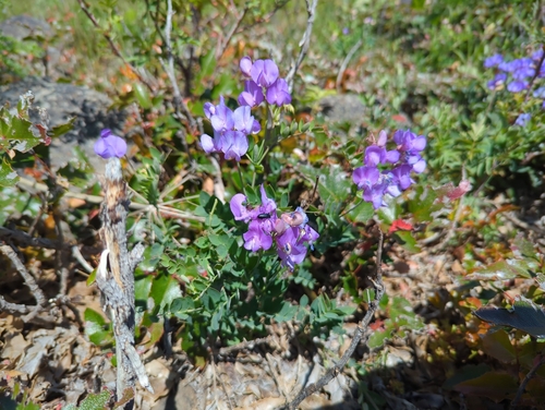 Image of Lathyrus pauciflorus by (c) John Brew, some rights reserved (CC BY)