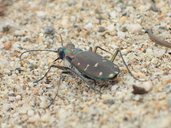Cicindela oregona oregona