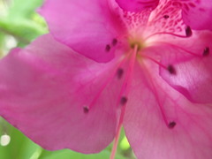 Rhododendron × pulchrum