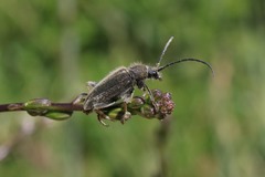 Brachysomida californica