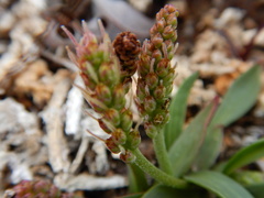 Plantago eriopoda