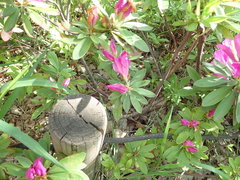 Rhododendron × pulchrum