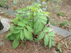 Sambucus sieboldiana