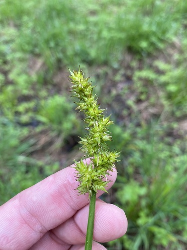Carex stipata iNat (2)