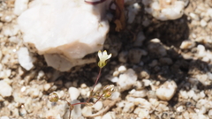 Nemacladus sigmoideus