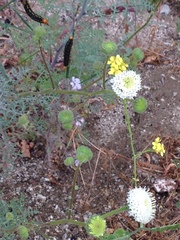 Chaenactis artemisiifolia