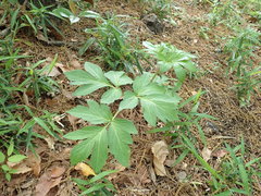 Angelica decursiva
