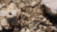 Nemacladus sigmoideus