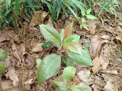 Image of Kadsura japonica by (c) Yoshihiro Tokue, some rights reserved (CC BY)