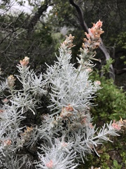 Castilleja hololeuca