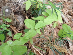Akebia trifoliata
