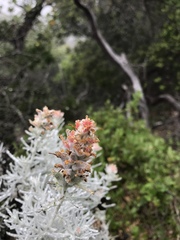 Castilleja hololeuca