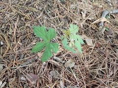 Ampelopsis glandulosa heterophylla