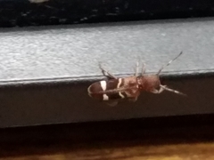 Psenocerus supernotatus