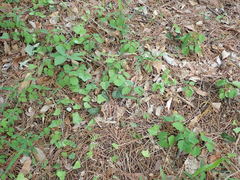 Parthenocissus tricuspidata
