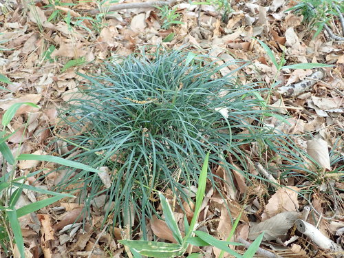 Ophiopogon japonicus