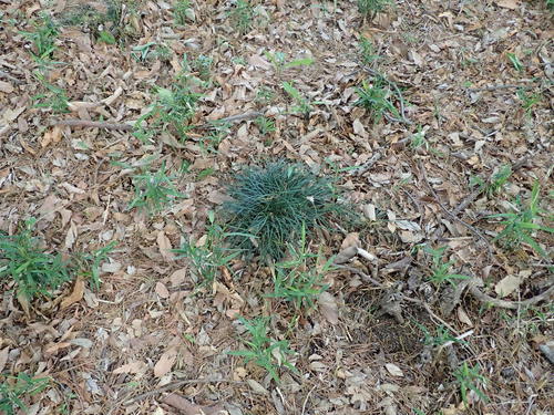 Ophiopogon japonicus