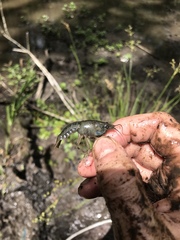 Procambarus troglodytes