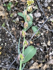 Fritillaria micrantha