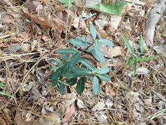 Ilex crenata crenata