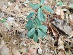 Ilex crenata crenata