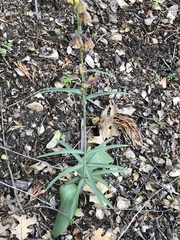 Fritillaria micrantha