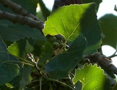 Populus fremontii