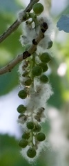 Populus fremontii
