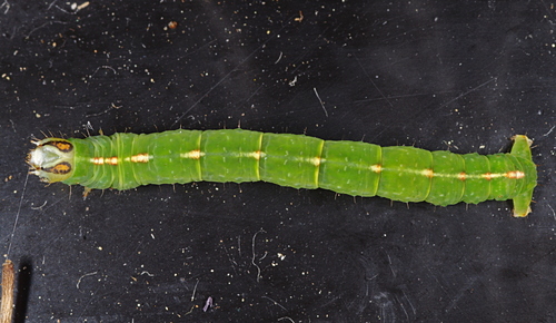 Pilkadėmis balsvasprindis nuotrauka