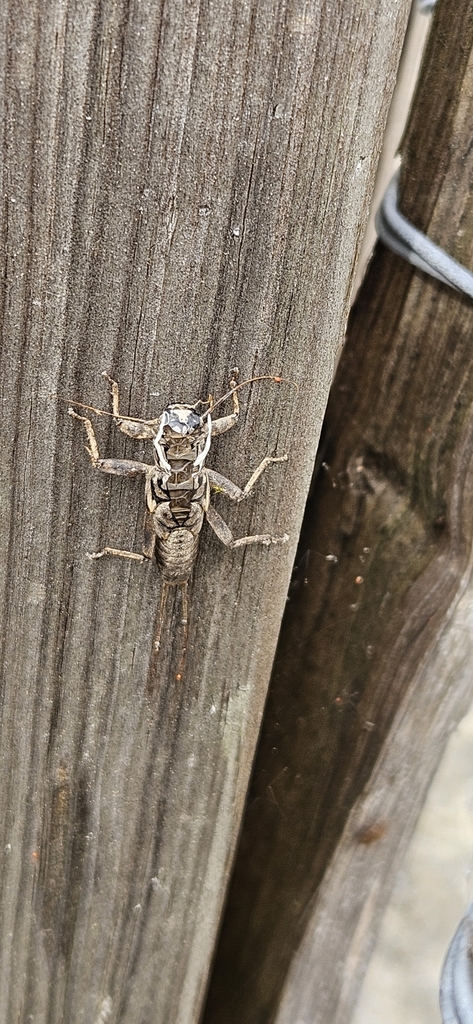 Perla abdominalis