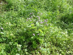 Orychophragmus violaceus