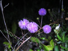 Mimosa microphylla