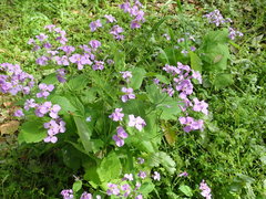 Orychophragmus violaceus