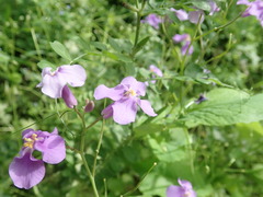 Orychophragmus violaceus
