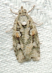 Acropolitis canana