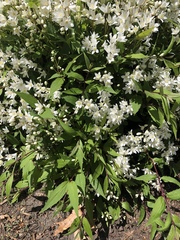 Deutzia