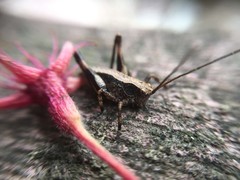 Paratlanticus ussuriensis