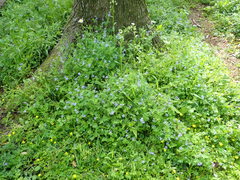 Delphinium anthriscifolium