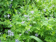 Delphinium anthriscifolium