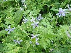 Delphinium anthriscifolium
