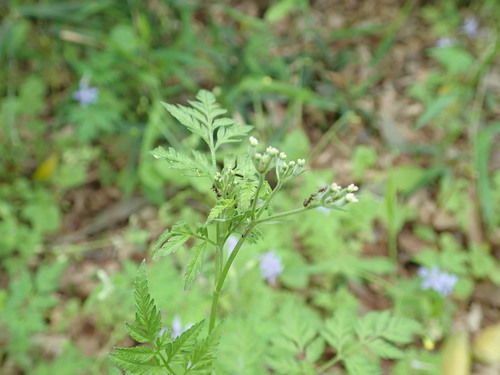 Torilis scabra