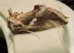 Chrysodeixis subsidens