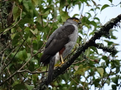 Accipiter bicolor