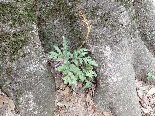 Image of Sceptridium japonicum by (c) Yoshihiro Tokue, some rights reserved (CC BY)