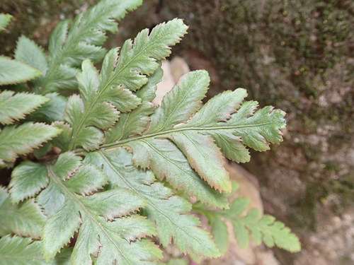 Image of Sceptridium japonicum by (c) Yoshihiro Tokue, some rights reserved (CC BY)