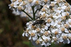 Brachysomida californica
