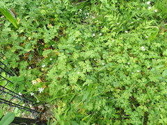 Anemonastrum flaccidum