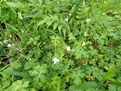 Anemonastrum flaccidum
